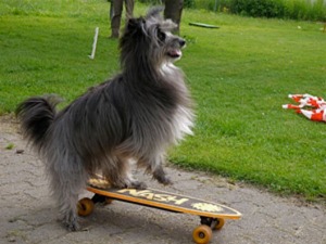 Hund auf Skatboard