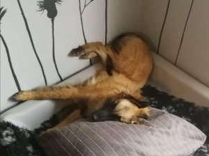 Hund schläft mit Hinterteil an der Wand hochgereckt