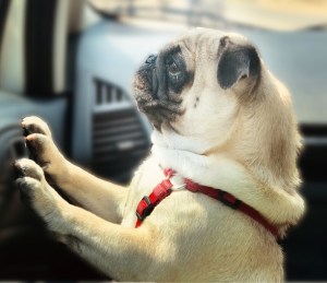 Mops: kurzschnäuzig