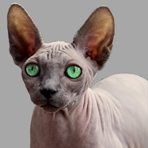 Nackthaarkatze ohne nennenswerte Tasthaare