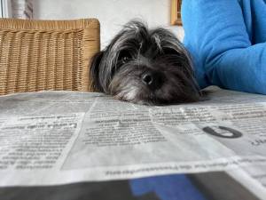 Hund mit Kopf auf Zeitung