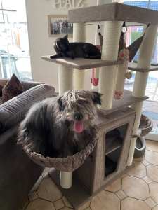 Hund schläft im Katzenkorb