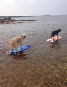Hunde auf Surfbrettern