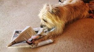 Hund zerreisst Zeitung