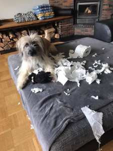 Hund hat Toilettenpapierrolle zerrissen