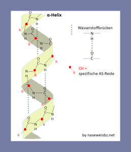 Grafische Darstellung: Alpha-Helix einer Aminosäure Kette: Die Helix wird durch Wasserstoffbrücken stabilisiert.