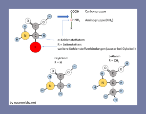 Grafische Darstellung: Aminosäuren bestehen aus einer Amino- und einer Carbongruppe, an die eine Seitenkette gebunden ist.