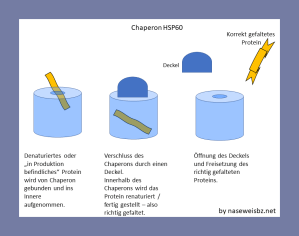 Grafische Darstellung: Chaperone ermöglichen die korrekte Faltung innerhalb eines geschützten Raums.