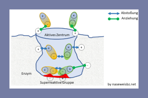 Grafische Darstellung: Das aktive Zentrum wirkt auf das Substrat ein.