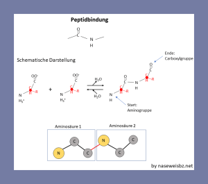 Grafische Darstellung: Darstellung der Peptidbindung zwischen zwei Aminosäuren.