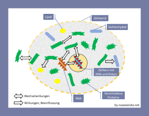 Grafische Darstellung: Zwischen Proteinen und anderen Stoffen existieren in einer Zelle zahlreiche Wechselwirkungen und Beeinflussungen.