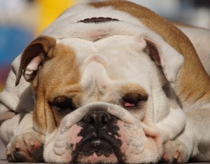 Bild Bulldogge