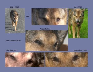 Fotomontage: verschiedene Stadien KCS innerhalb eines 3/4 Jahres.Entwicklung einer KCS im Zeitverlauf. Aufgrund einer Unverträglichkeit gegenüber Ciclosporin ist keine Eindämmung möglich und führte innerhalb kurzer Zeit zur Erblindung.