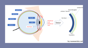 Grafik: Querschnittauge und Detail Tränenfilm