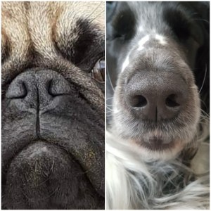 Nasenöffnung von einem Mops und einem Spaniel im Vergleich. Die verformte Nase des Mopses erschwert das Atmen.