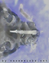 Saugrüssel einer Blattlaus