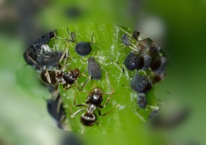 Ameisen an einer Blattlauskolonie