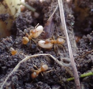 Ameisen betreiben Brutpflege. So werden Puppen an warme Orte verlagert und leere Puppenhüllen entsorgt.