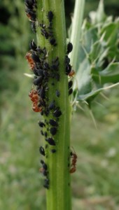 Ameisen an einer Blattlauskolonie