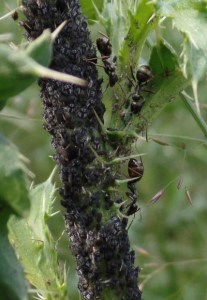 Ameisen an einer Blattlauskolonie