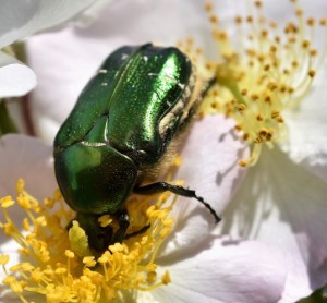 Rosenkäfer auf einer Blüte