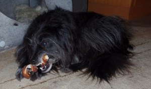 Hund, der einen Kauknochen kaut: Wenn einige grundlegende Maßnahmen eingehalten werden, spricht nichts gegen das Kauvergnügen.