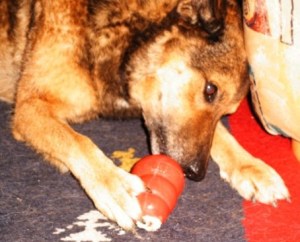 Hund der einen Kong bearbeitet: Kauspielzeug bietet lange Beschäftigung.