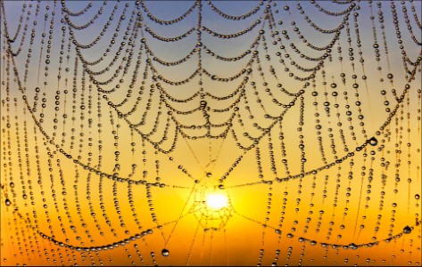 Spinnennetze: Architektonische Meisterwerke mit High-Tech-Produkten