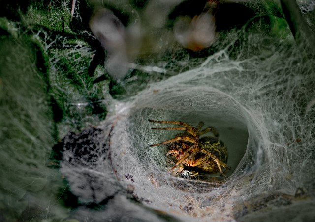 Trichternetz mit Spinne