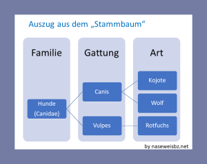 Darstellung Familie - Gattung -Art: Eine Art stellt den derzeit letzten Zweig der evolutionären Entwicklung dar
