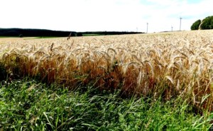 Getreidefeld: Landwirtschaftliche Monokulturen weisen eine sehr geringe Biodiversität auf (RLP, Juli 2021)