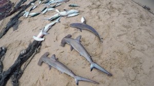 Gefangene Hammerhai am Strand: Hammerhaie werden wegen ihrer als Delikatesse geschätzten Flossen stark bejagt. Einige Arten sind inzwischen gemäß IUCN als „gefährdet“ bis „stark gefährdet“ einzustufen.