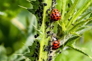 Harlekin-Marienkäfer auf Distel: Der Harlekin-Marienkäfer macht den ansässigen Marienkäfern Konkurrenz.