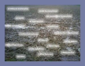 Bodenfläche, auf die die Anzahl der in ihr lebenden Arten beziffert ist. Die Anzahl der Lebewesen im Boden ist riesig: Beispielhaft ist die ungefähre Anzahl in einem Quadratmeter Boden bis in eine Tiefe von 30 cm dargestellt – also 300 l, einer guten Badewannenfüllung. (Datenquelle: [9])