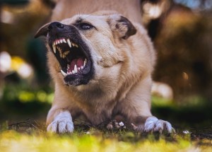 Aggressiver Hund. Haben Schilddrüsen-Antikörper Einfluss auf aggressives Verhalten?