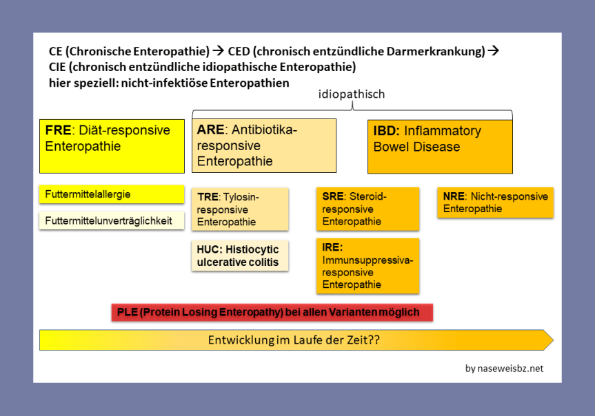 IBD und Co: Ursachen, Symptome und&nbsp;Folgen