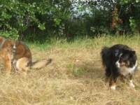 IBD und Co:&nbsp;Abkürzungen