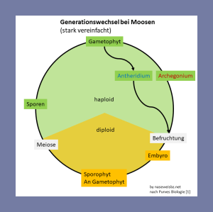 Grafik: Generationswechsel beim Moos. Der Gametophyt ist der dominierende, ausdauernde Typ, der zur selbstständigen Energiegewinnung und Nährstoffaufnahme fähig ist. Der Sporophyt ist dagegen auf den Gametophyten angewiesen.