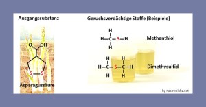 Grafik: Ausgangssubstanz Asparagussäure und geruchsverdächtige Endprodukte (z. B. Methanthiol, Dimethylsulfid): Asparagussäure wird im Körper zu verschiedenen anderen Substanzen abgebaut. Je nach Abbauweg können dabei mehr oder weniger stark unangenehm riechende Produkte entstehen.