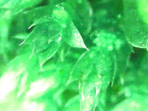 Nahaufnahme eines Laubmooses mit blattähnlichen Strukturen. Die Strukturen am Gametophyt der Moose wirken zwar wie Blätter, sind aber biologisch gesehen keine.