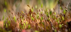 Nahaufnahme Moos-Sporophyten. Die Sporophyten der Moose wirken wie unscheinbare Blüten. Sie entsprechen allerdings biologisch den „Grünpflanzen“. Bis sich aus den Anhängseln der Gametophyten die Sporenpflanzen (die „Grünpflanzen“) entwickeln, ist aber noch viel Anpassungsarbeit erforderlich.