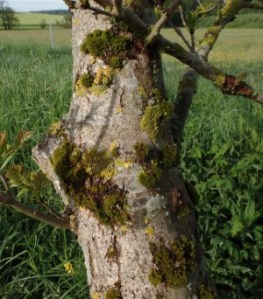 Baum mit Flechten und Moosen. In sauberer Luft wachsen Flechten auch an Bäumen und sind somit ein Luftindikator. Den verfügbaren Platz müssen sie sich teilweise mit Moosen teilen.