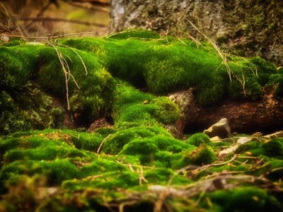 Moose: Die mutigen&nbsp;Pioniere