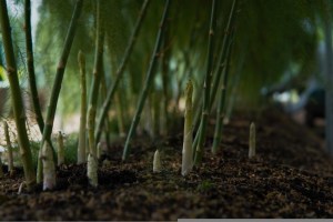 Spargelfeld mit hohen grünen Pflanzen und weißen Spargeltrieben: Spargel kann sehr hoch wachsen und ist dann grün. Junge Sprossen sind noch weiß.