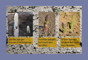 Weißer, violetter und grüner Spargel: Wenn Spargel aus der Erde wächst, färbt er sich von violett zu grün. Mit zunehmender Färbung wird die Asparagussäure abgebaut. Sie schützt die Spargeltriebe vor allem im Erdboden.