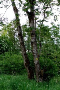 Bäume, mit einseitigem Moosbewuchs. Moose auf Bäumen wachsen bevorzugen auf deren Wetterseite.