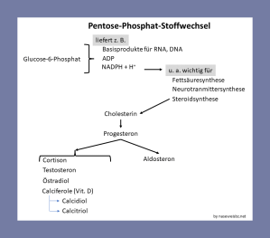 Grafik Der Pentose-Phosphat-Stoffwechsel stellt Rohstoffe für zahlreiche Stoffwechselvorgänge zur Verfügung. Unter anderem ist er relevant für die Bildung von NADPH + Protonen, die für die Bildung der Steroidhormone und den Fettstoffwechsel wichtig sind.
