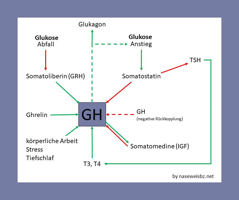 SDU-Diagnose mit Wachstumshormonen und TRH-Stimulationstest