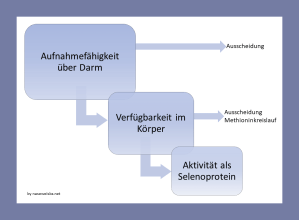 Grafik: Abnehmende Größenordnungen an Selen über die Stufen Aufnahmefähigkeit und Verfügbarkeit zum aktiven Selen. Nicht alles mit der Nahrung aufgenommene Selen wird auch in den Körper aufgenommen (Aufnahmefähigkeit). Von dem aufgenommenen Selen kann ein Teil wiederum sofort ausgeschieden werden; organisches Selen in Form von Selenomethionin kann in Proteine eingebaut werden und steht dem Selenhaushalt nicht zur Verfügung. Lediglich der Anteil des aufgenommenen Selens, der für die Produktion von Selenoproteinen verwendet wird, bildet den aktiven Selenanteil.