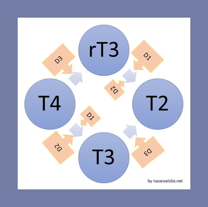 T3-Substitution beim Hund